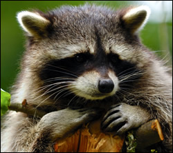 Riverview raccoon removal